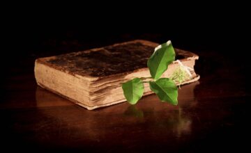 Книга и зелёный лист